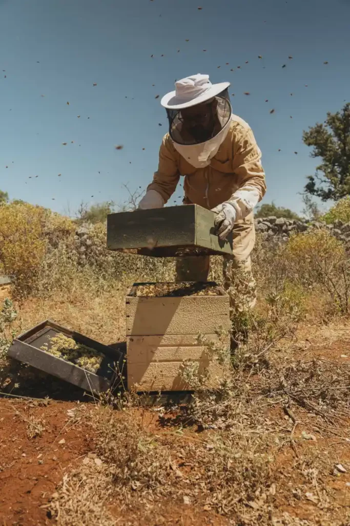 Honey Harvesting Experience